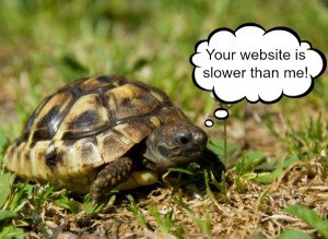 Your Website is Slower than this Turtle