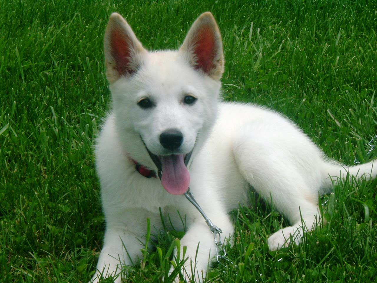 are there white german shepherd dogs